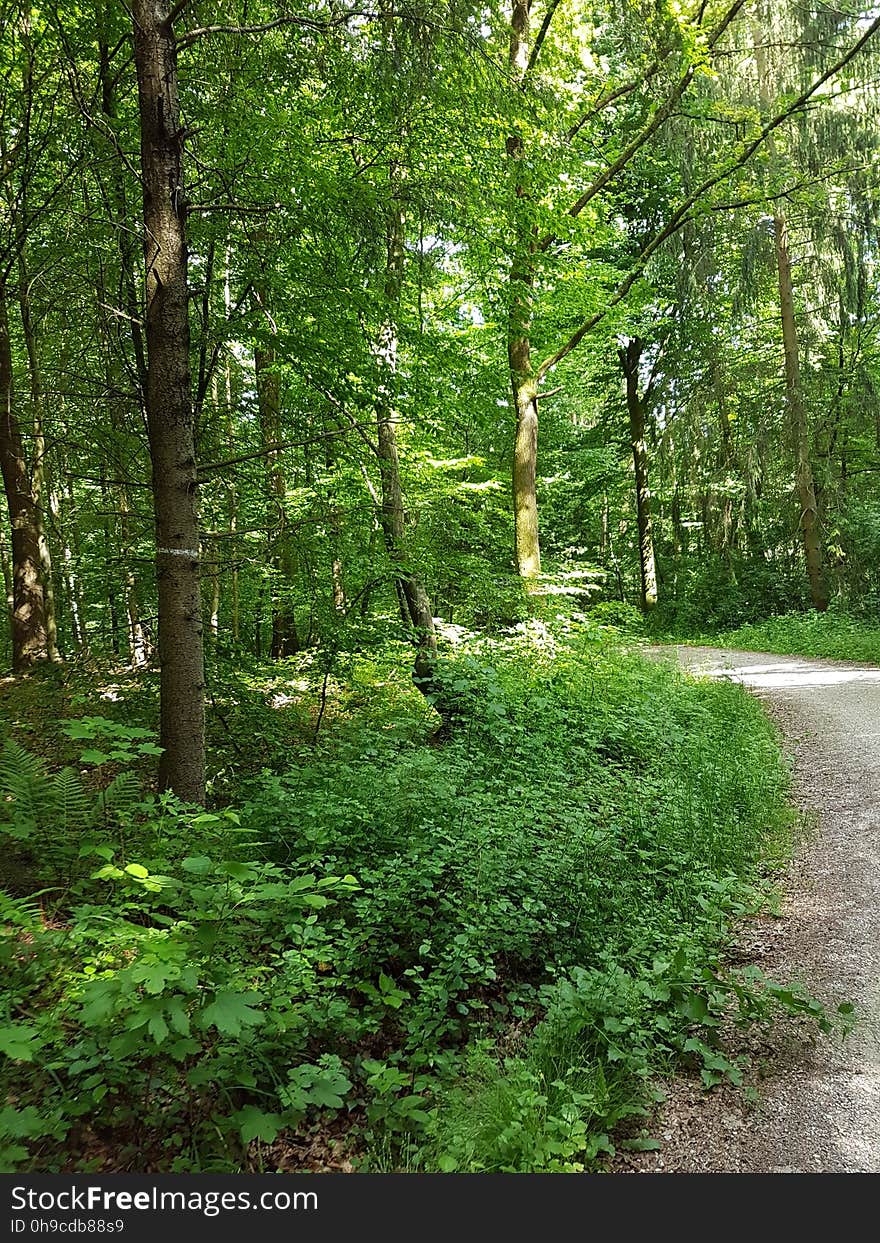 Plant, Ecoregion, Tree, Natural landscape, Terrestrial plant, Wood