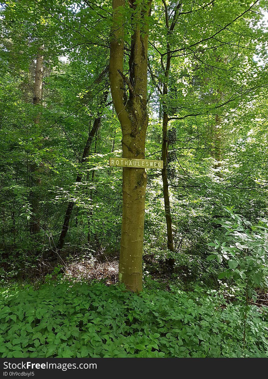 Plant, Green, Tree, Terrestrial plant, Trunk, Natural landscape