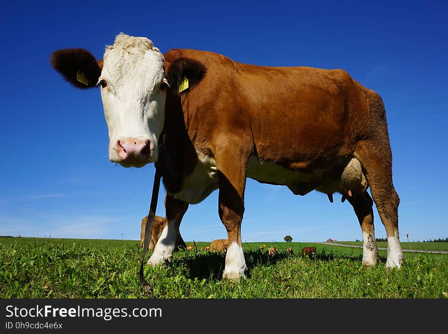 Portrait of Cow Standing in Pasture