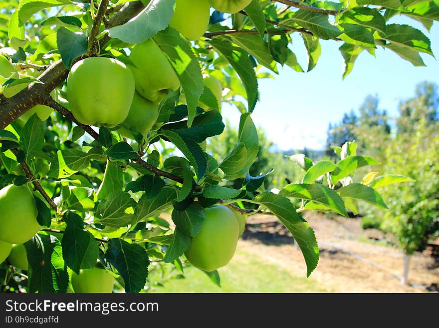 Apples, Hood River Orchards, Oregon