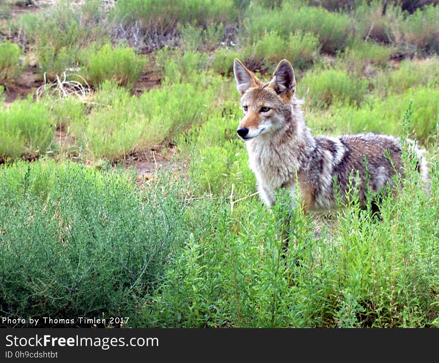 This beauty strolled behind my brother&#x27;s house while we ate breakfast on a Friday morning. Let&#x27;s keep them alive. www.predatordefense.org/coyotes.htm Related video; youtu.be/TfXPvr8Vkyk. This beauty strolled behind my brother&#x27;s house while we ate breakfast on a Friday morning. Let&#x27;s keep them alive. www.predatordefense.org/coyotes.htm Related video; youtu.be/TfXPvr8Vkyk