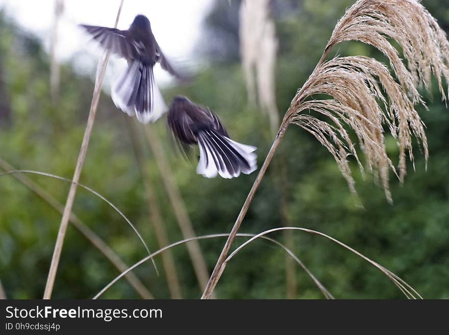 Piwakawaka, New Zealand Fantail, Long Beach, Dunedin. Piwakawaka, New Zealand Fantail, Long Beach, Dunedin