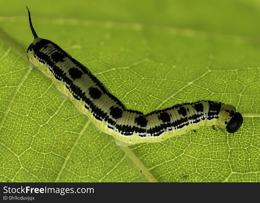 A caterpillar or a butterfly larva on a green leaf. A caterpillar or a butterfly larva on a green leaf.