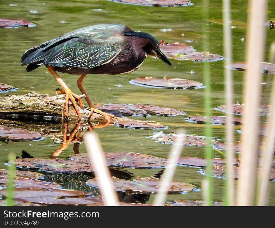 Oiseau &#x28;HÃ©ron Vert&#x29; 1109