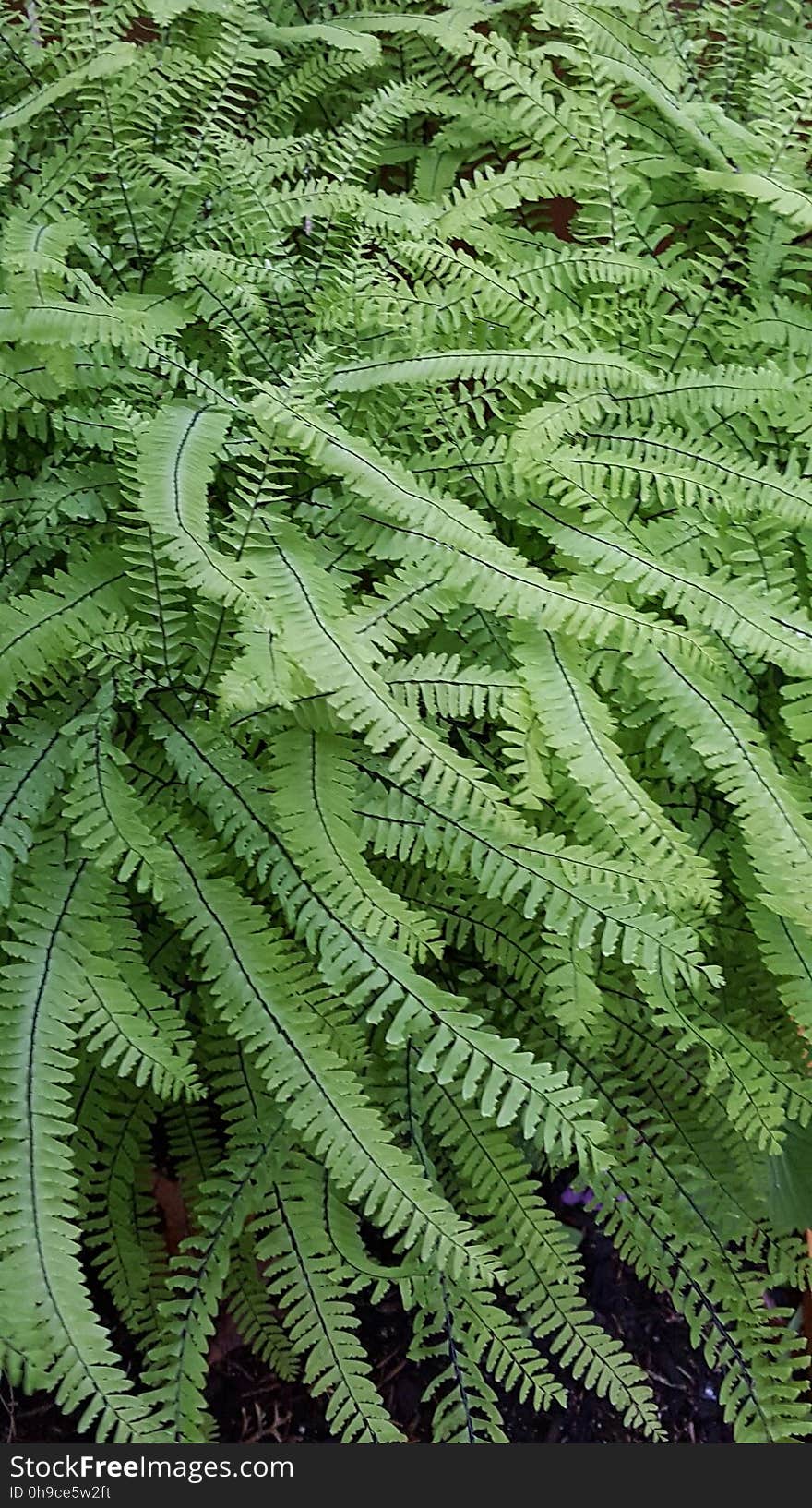 fern