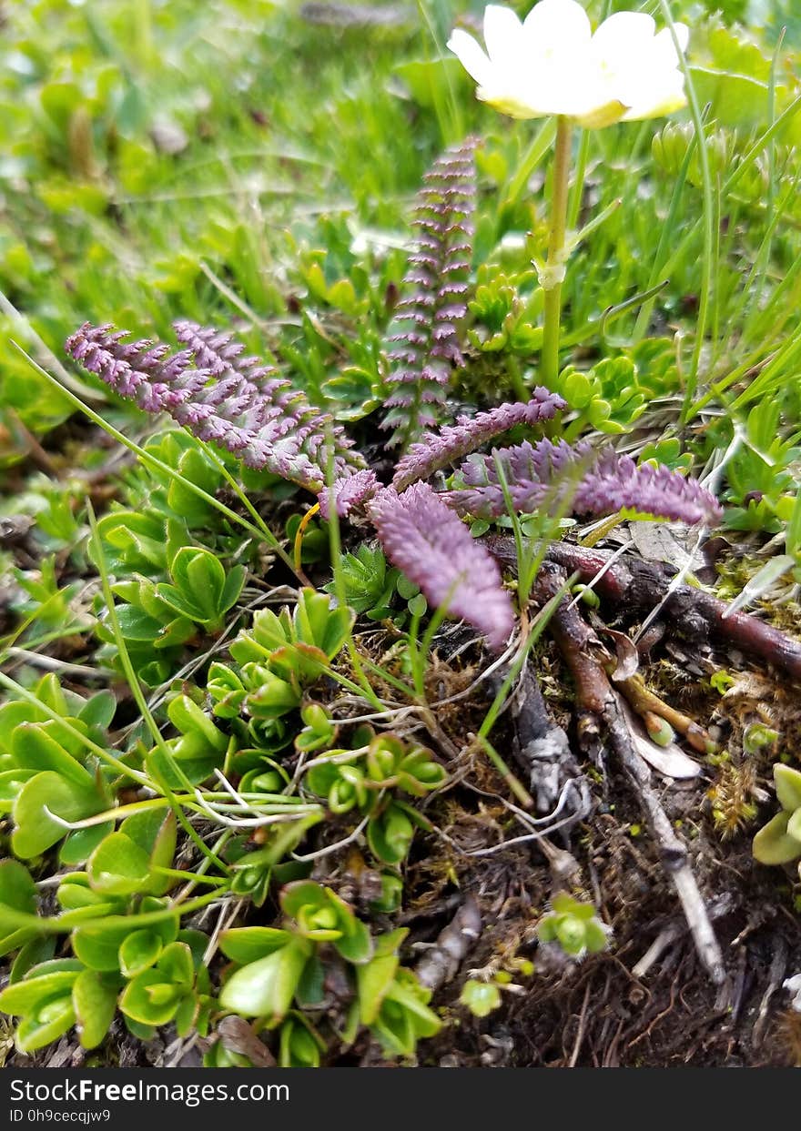 Plant that looks like a fern in the Swiss Alps