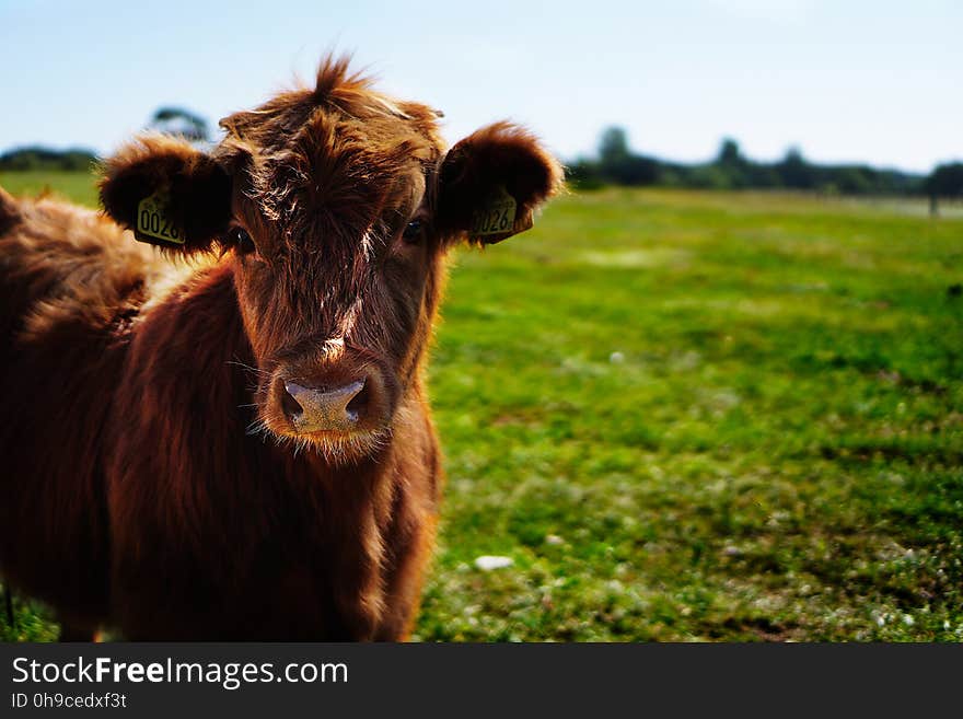 Brown Cattle on Green Lawn Grass during Daytime