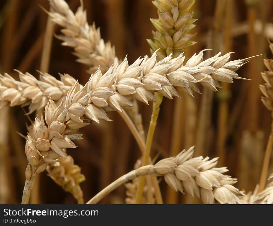 Brown Wheat Grain