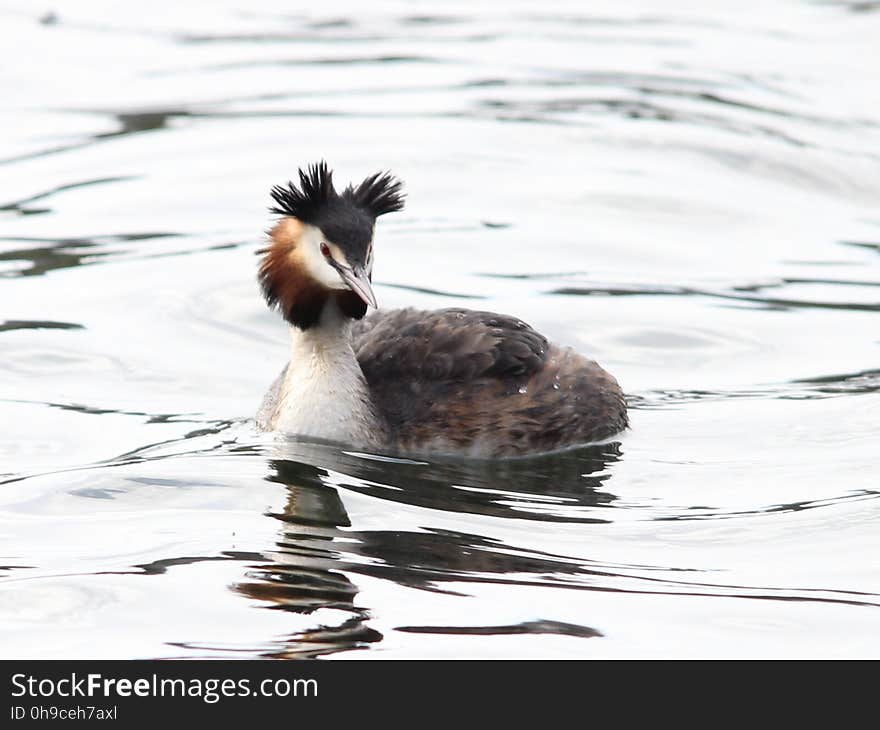 One of a few of the Great Crested Grebes on Westport Lake, North Staffs. More on facebook. www.facebook.com/terryooze/media_set?set=a.10212568853883. One of a few of the Great Crested Grebes on Westport Lake, North Staffs. More on facebook. www.facebook.com/terryooze/media_set?set=a.10212568853883...