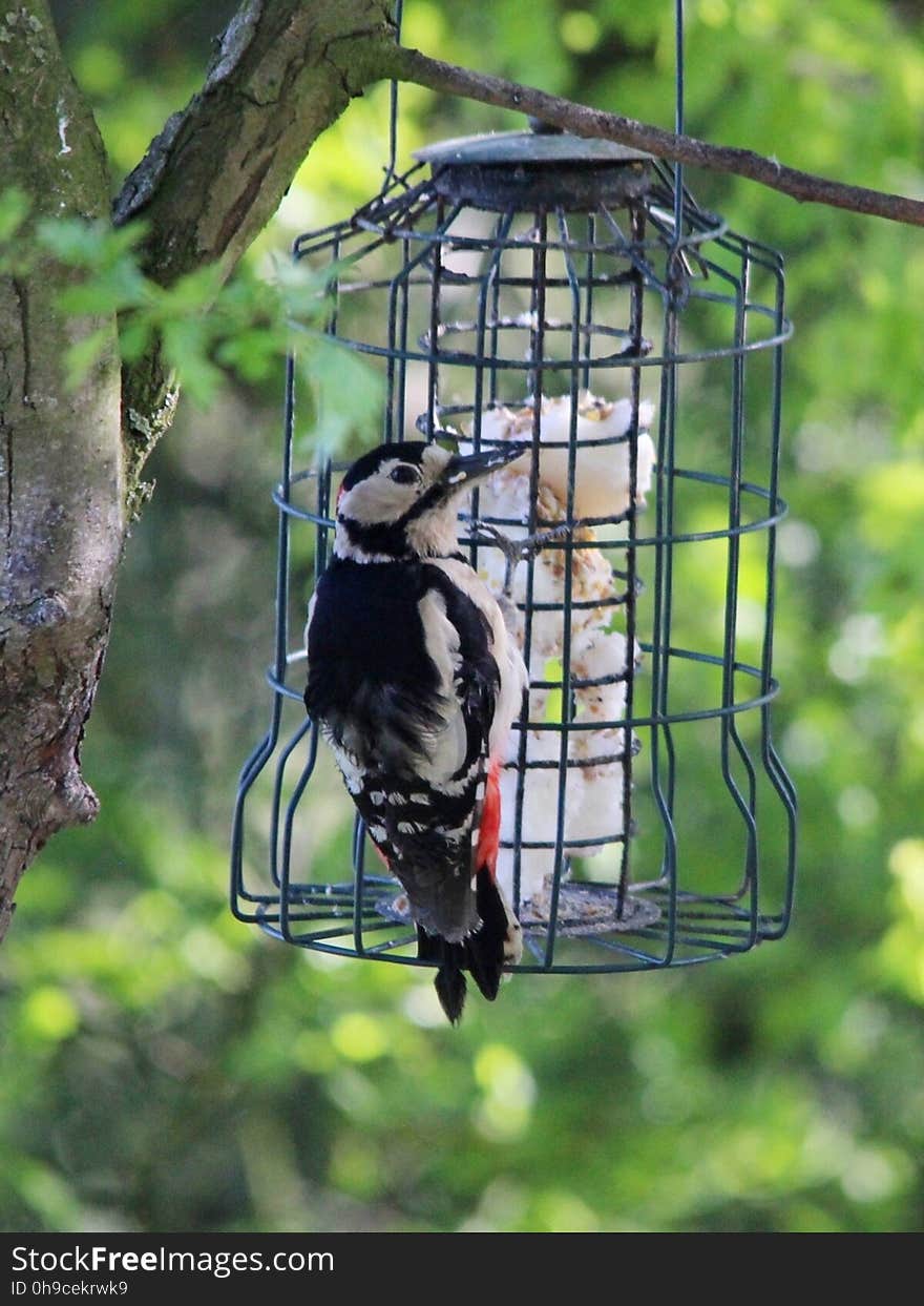 to spot a Greater Spotted Woodpecker. Seen at the feeding stations at Brook Farm, Elton, Sandbach, Cheshire 08/04/2017. to spot a Greater Spotted Woodpecker. Seen at the feeding stations at Brook Farm, Elton, Sandbach, Cheshire 08/04/2017