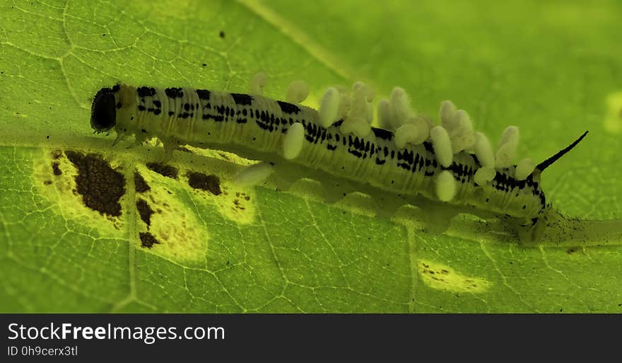 Wasp Larvae at the All You Can Eat Buffet