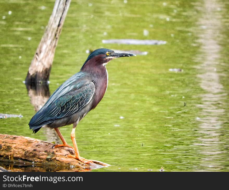 Oiseau &#x28;HÃ©ron Vert&#x29; 1102