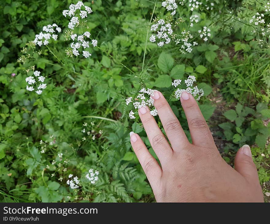 Flower, Plant, Green, Botany, Gesture, People in nature