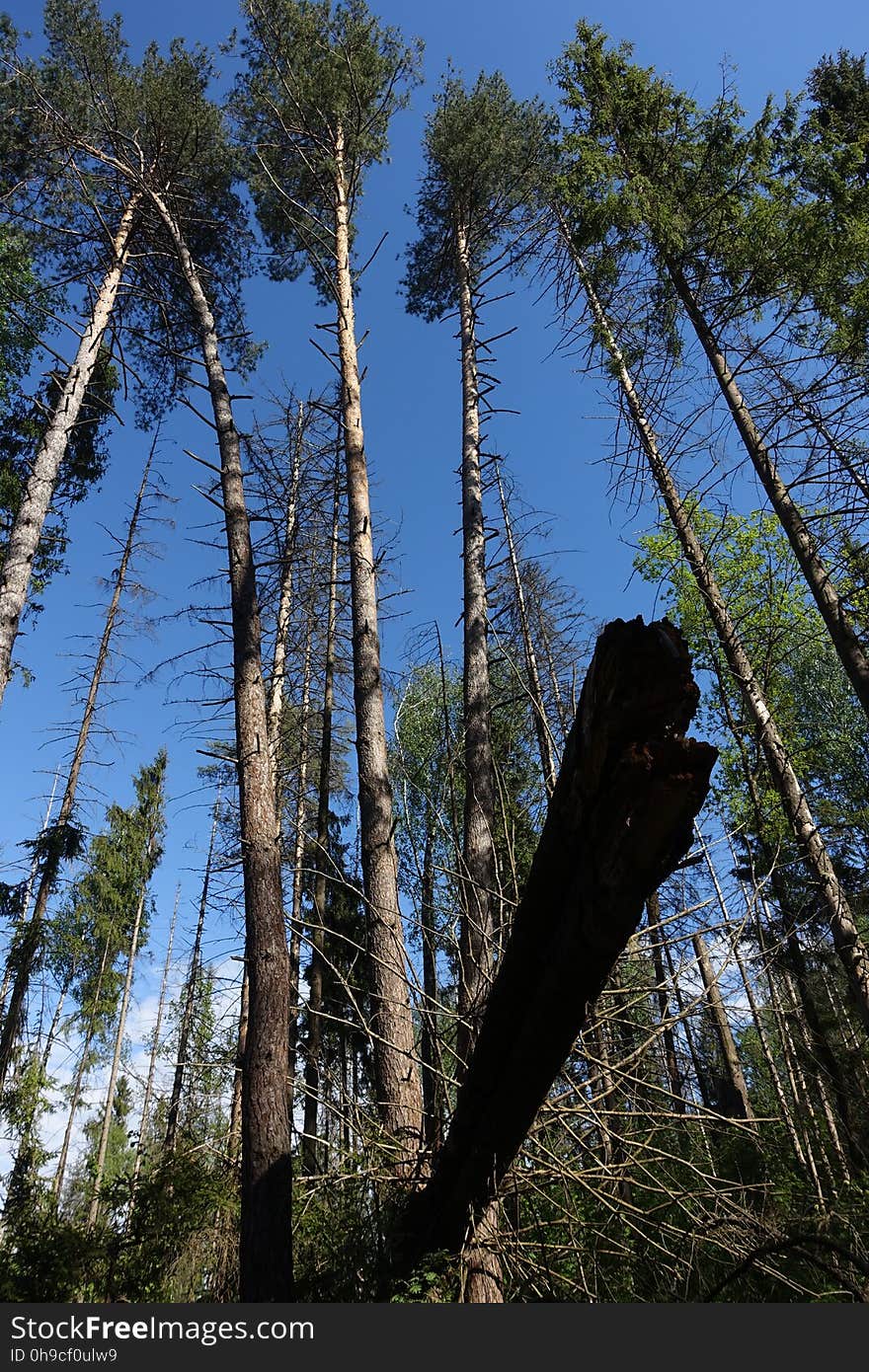 Sky, Plant community, Wood, Plant, Branch, Terrestrial plant