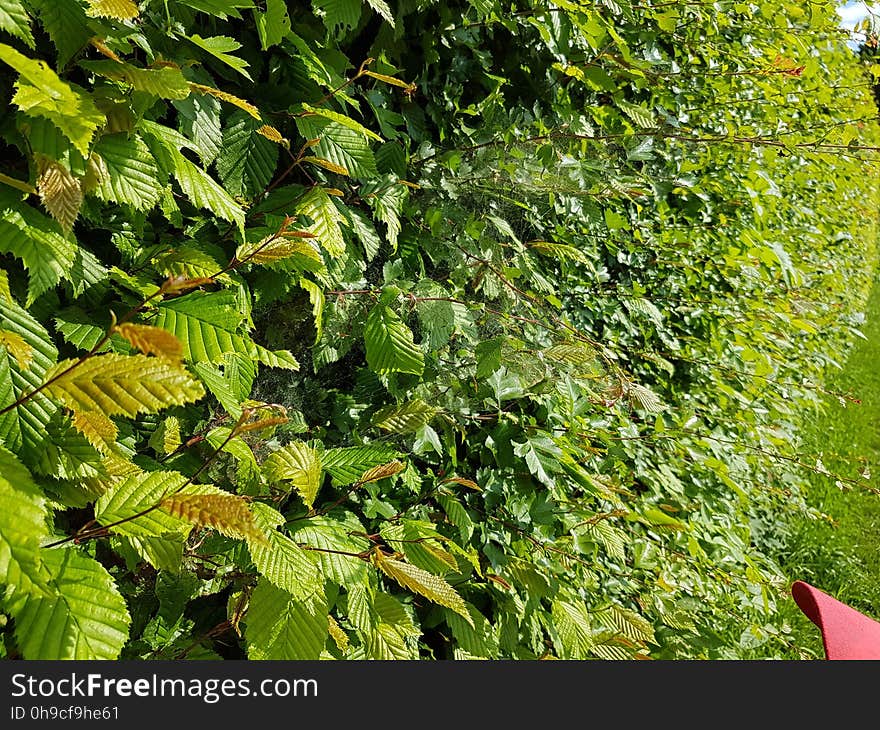 Plant, Terrestrial plant, Evergreen, Flower, Woody plant, Groundcover