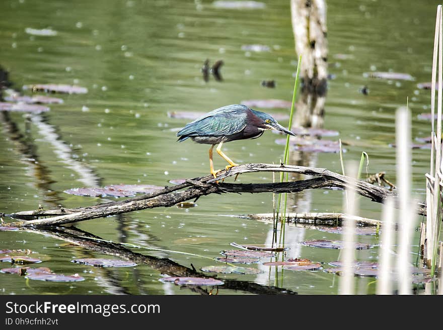 Oiseau &#x28;HÃ©ron Vert&#x29; 1098