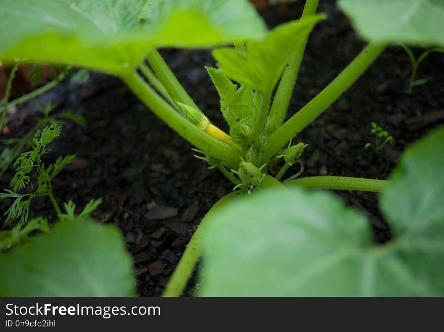 yellow squash