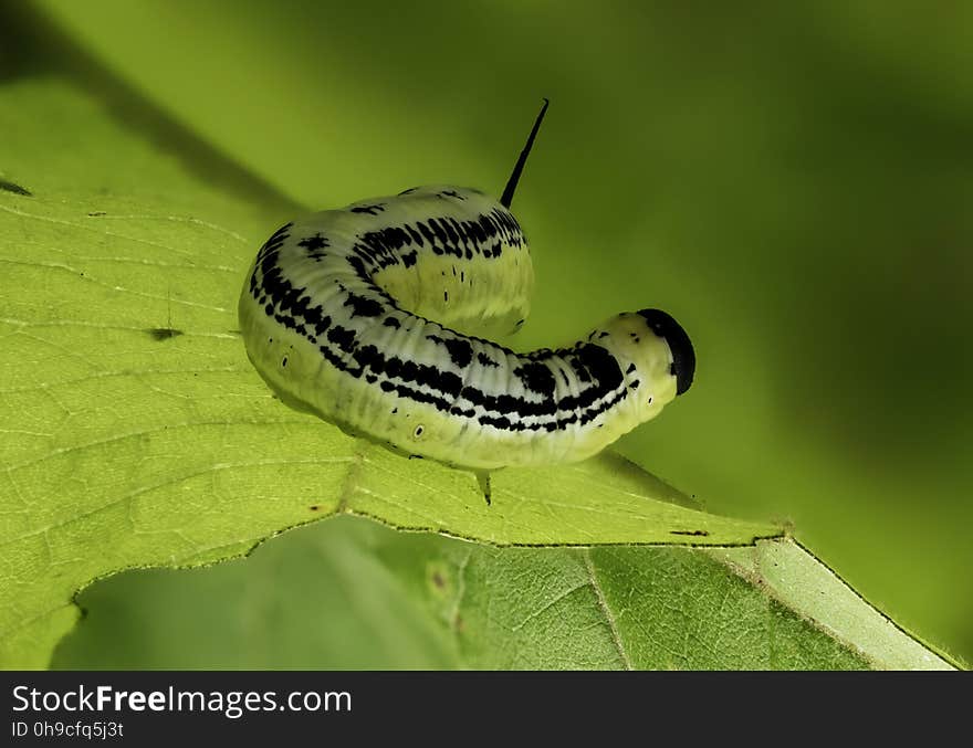 A green caterpillar or a butterfly larva on a green leaf. A green caterpillar or a butterfly larva on a green leaf.