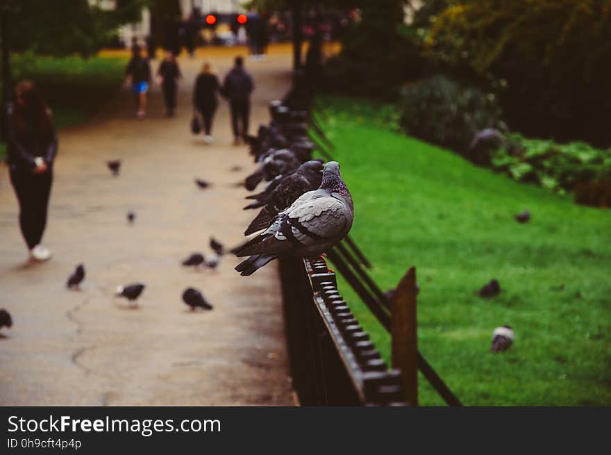 Gray Bird on Black Fence Near Woman in Black during Day Time