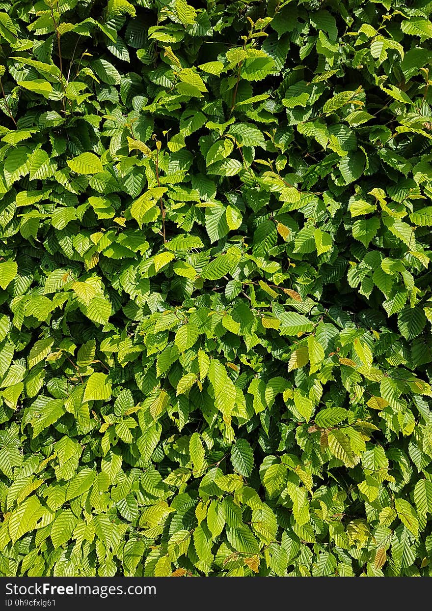 Plant, Tree, Evergreen, Groundcover, Grass, Shrub