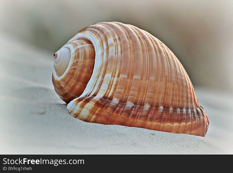 Brown Shell in Macro Shot Photography