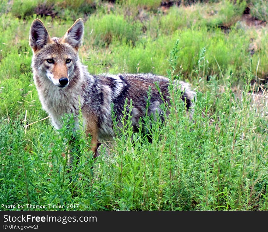 This beauty strolled behind my brother&#x27;s house while we ate breakfast on a Friday morning. Let&#x27;s keep them alive. www.predatordefense.org/coyotes.htm Related video; youtu.be/TfXPvr8Vkyk. This beauty strolled behind my brother&#x27;s house while we ate breakfast on a Friday morning. Let&#x27;s keep them alive. www.predatordefense.org/coyotes.htm Related video; youtu.be/TfXPvr8Vkyk