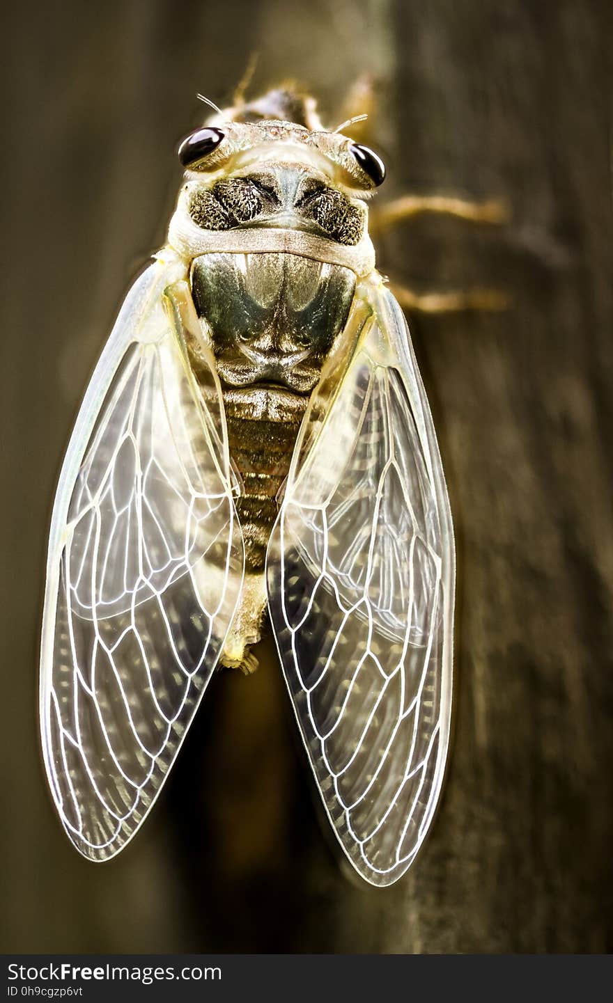 Cicada hardening up after emerging