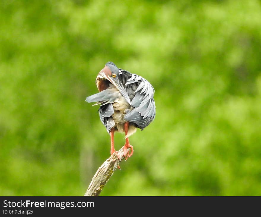 Oiseau &#x28;HÃ©ron Vert&#x29; 1136