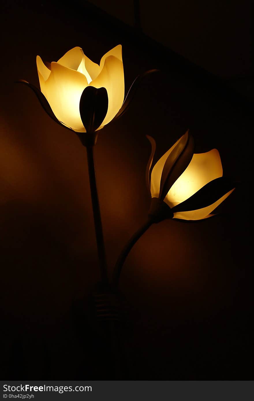 Flower, Lighting, Still Life Photography, Light