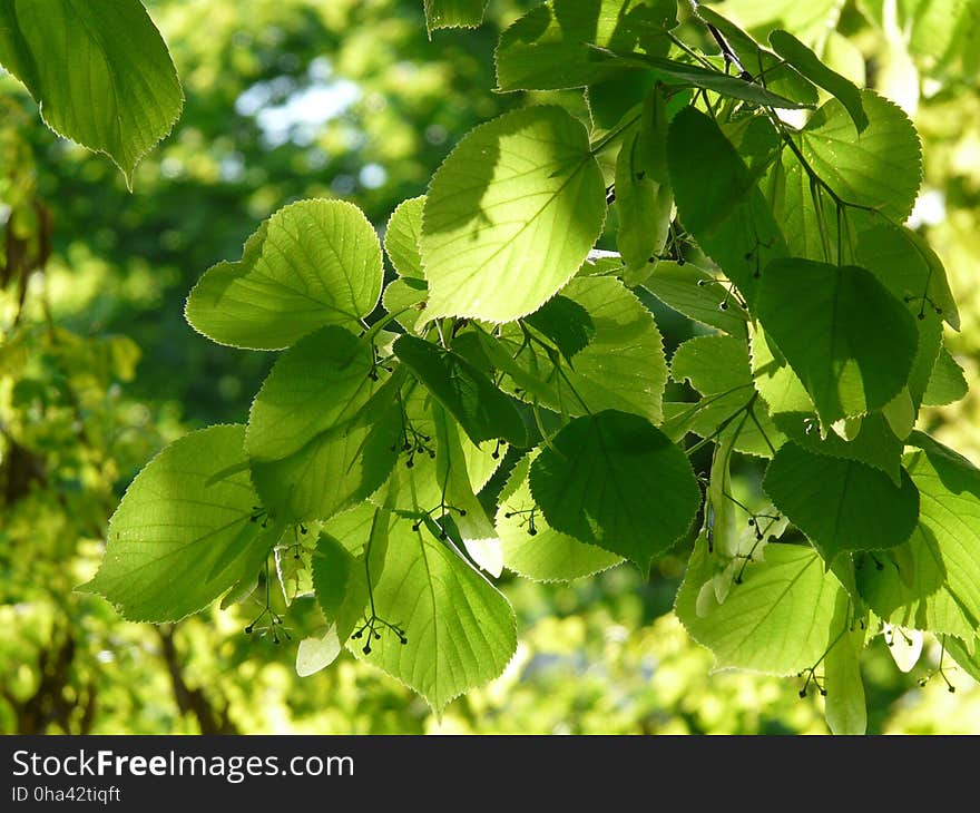 Leaf, Plant, Tree, Branch