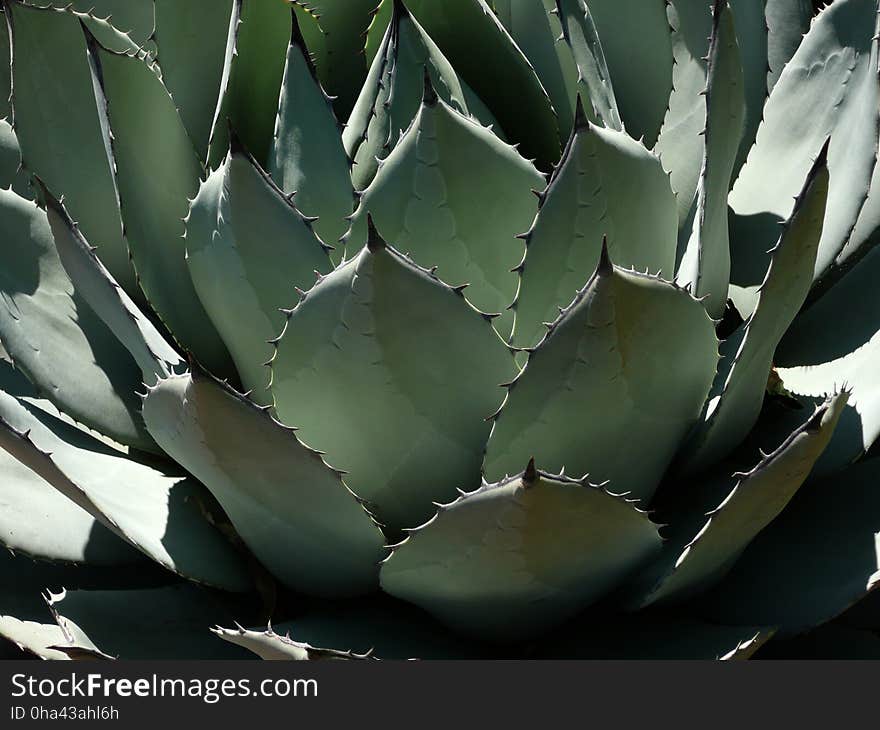 Plant, Agave, Leaf, Agave Azul