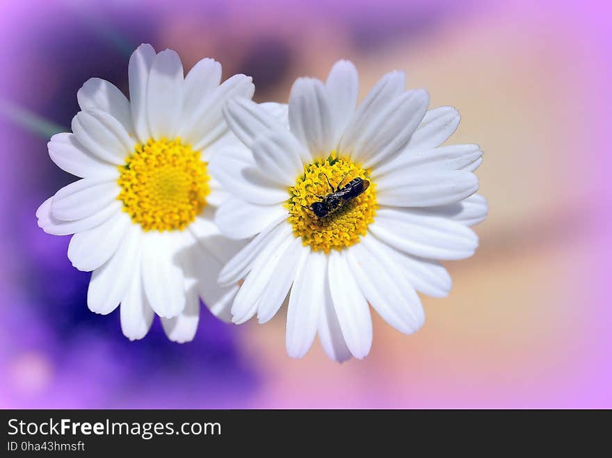 Flower, Oxeye Daisy, Close Up, Flora