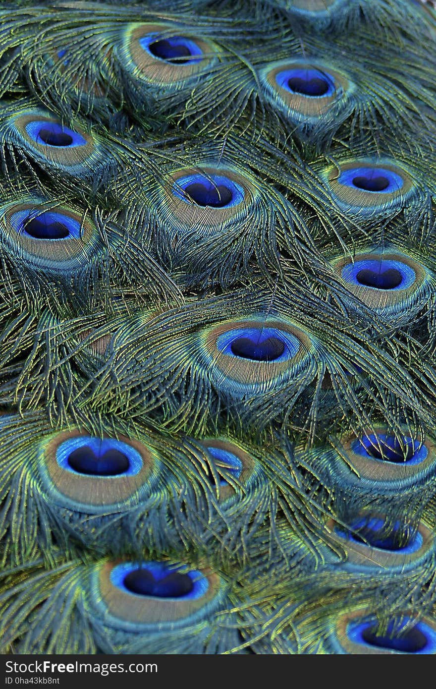 Feather, Peafowl, Close Up, Organism