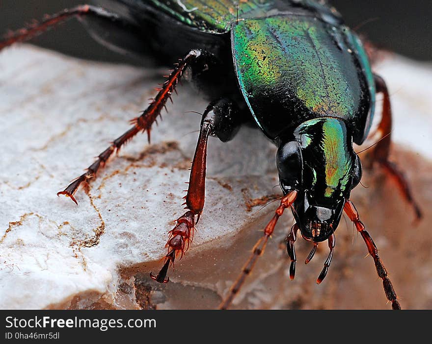 Insect, Invertebrate, Beetle, Close Up