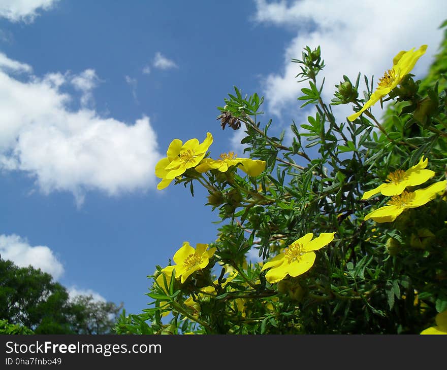 Yellow potentilla fruticosa bush, sky in background.