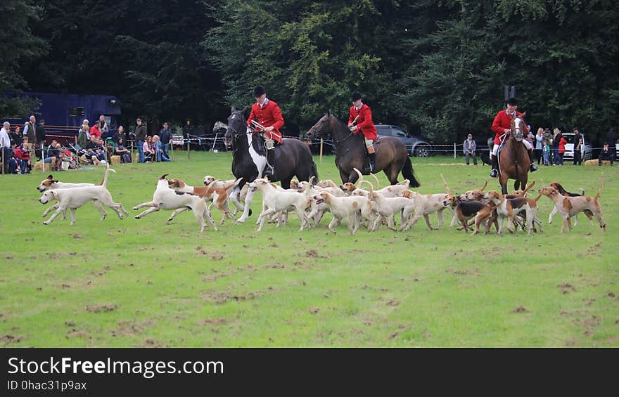 Cheshire Forest Hunt. The Cheshire Game & Angling Fair at Peover Hall, Knutsford. Cheshire Forest Hunt. The Cheshire Game & Angling Fair at Peover Hall, Knutsford.