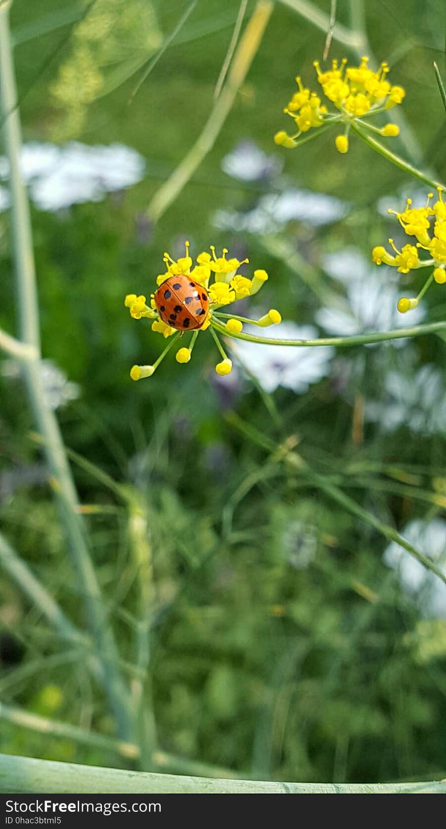 Spotted on fennel