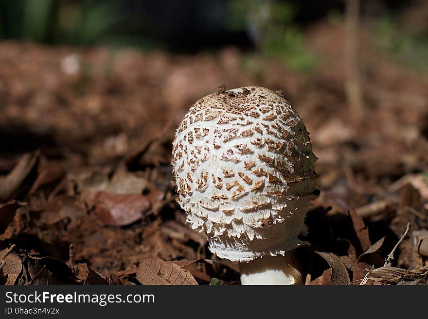 Speak into the Mushroomphone