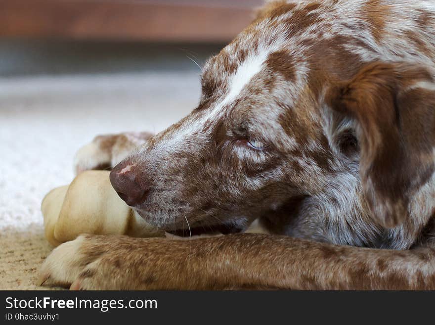 There&#x27;s Nothing Like the Smell of Rawhide in the Morning