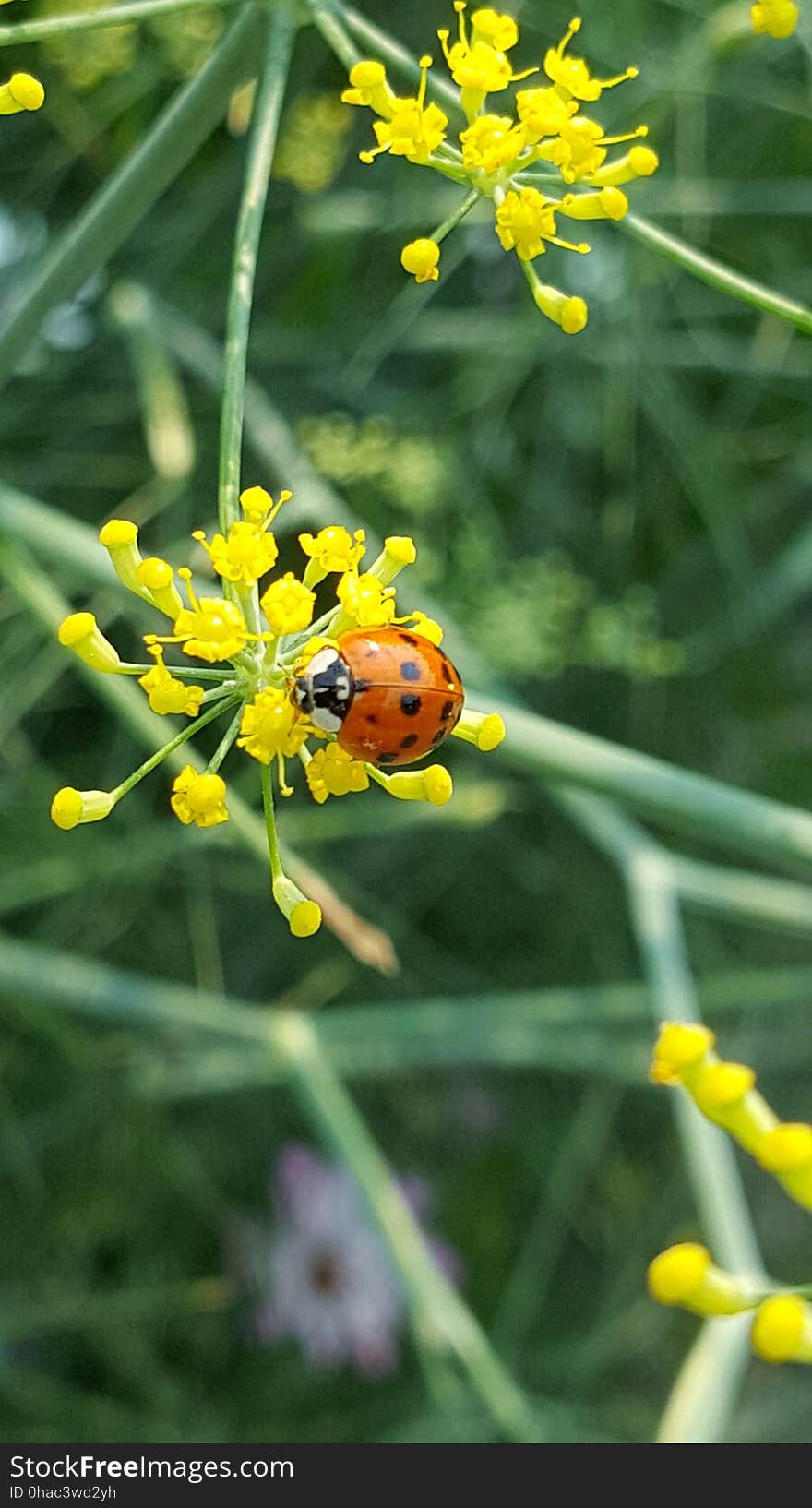 A red and black ladybird on a small yellow flower. A red and black ladybird on a small yellow flower.