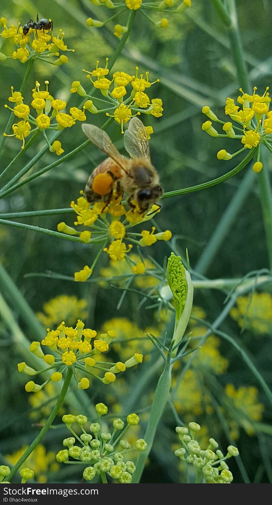 Bee with saddlebags