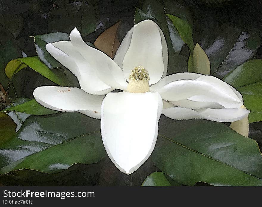 NC 10 - MAGNOLIA BLOSSOM &#x28;Magnolia grandiflora&#x29; &#x28;June 2017&#x29; -WATERCOLOR