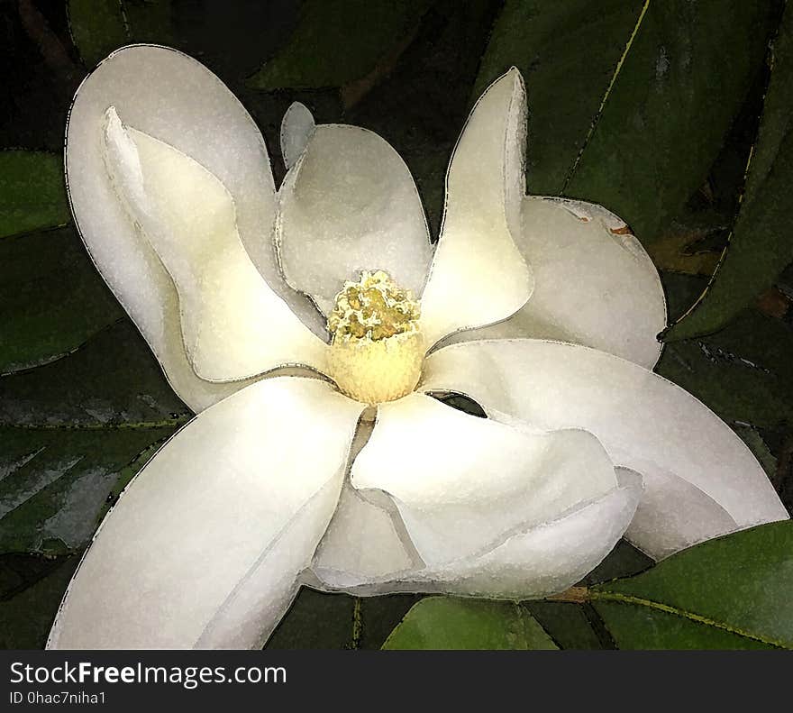 NC 11 - MAGNOLIA BLOSSOM &#x28;Magnolia grandiflora&#x29; &#x28;June 2017&#x29; - WATERCOLOR