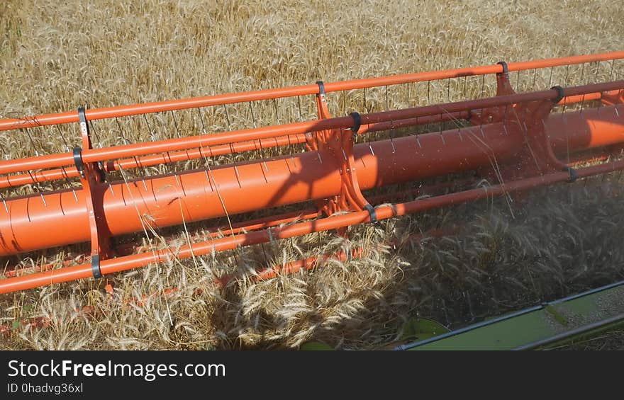 Harvesting grain. Harvester `claas lexion`