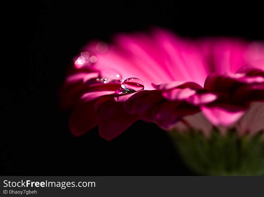 Flower, Pink, Flora, Petal