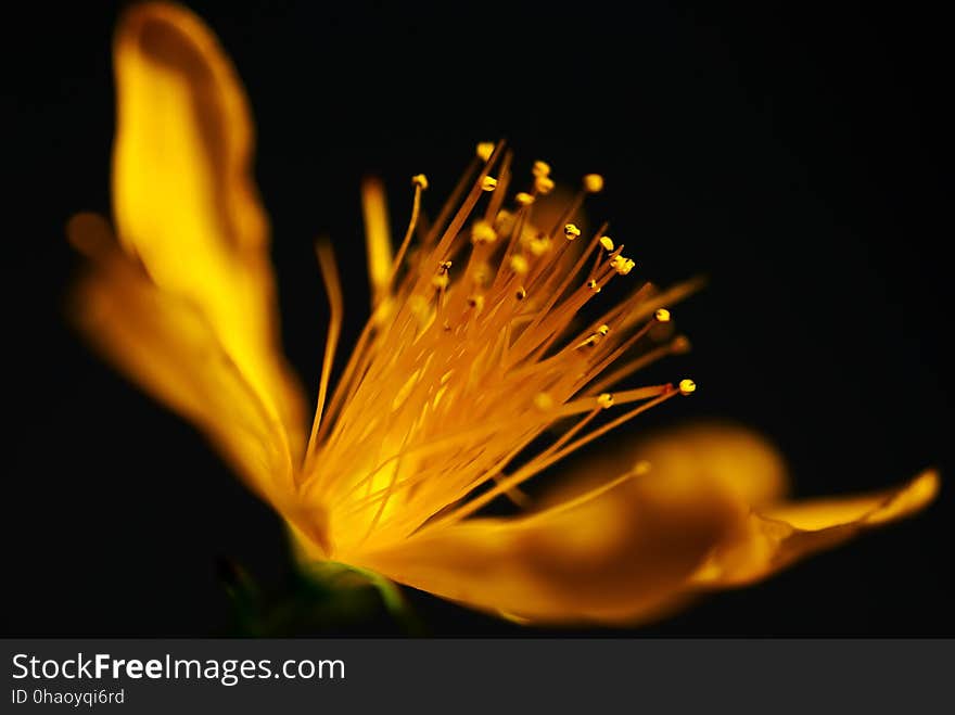 Yellow, Flower, Macro Photography, Close Up