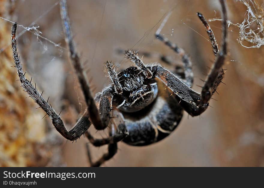 Spider, Arachnid, Invertebrate, Araneus