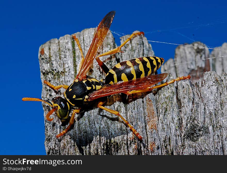 Insect, Invertebrate, Macro Photography, Arthropod