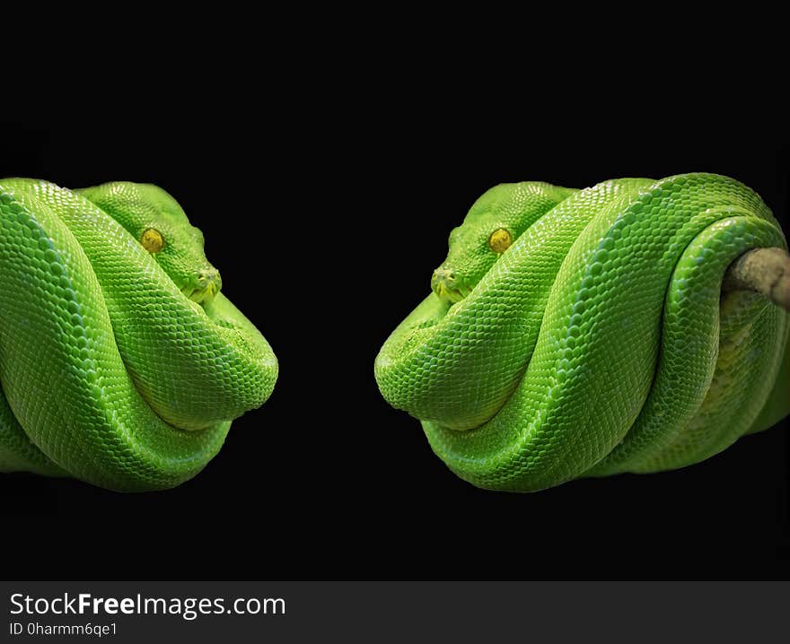 Green, Reptile, Scaled Reptile, Organism