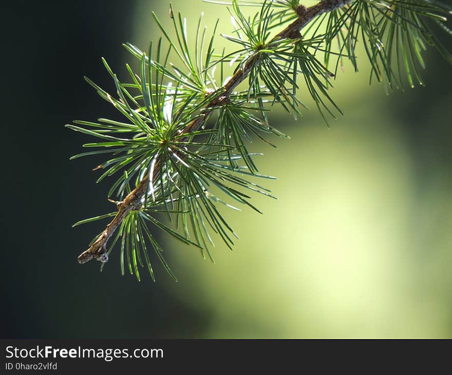 Pine Family, Tree, Branch, Spruce